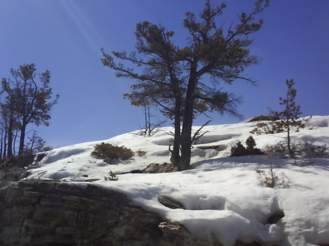 006 Snow Mammoth Yellowstone Park 19th Apr.jpg